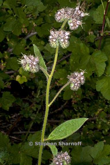 phacelia mutabilis 2 graphic